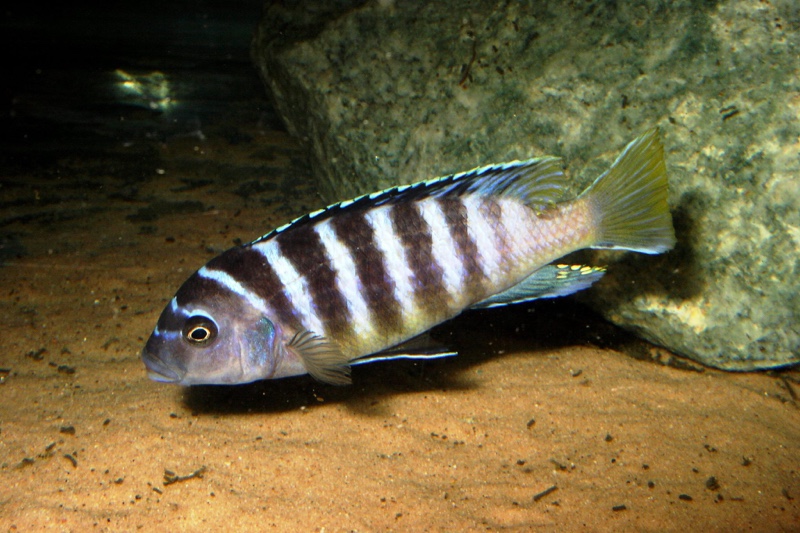 Maylandia sp. 'zebra yellow tail' Lupingu